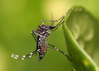 Descienden cifras de dengue en Irapuato; mantienen vigilancia