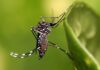 Pese a plaga de moscos, reporta SSG reducción de 64% en casos por dengue