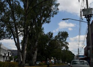 Detectan 120 árboles de alto riesgo en Irapuato; ya atienden los más peligrosos