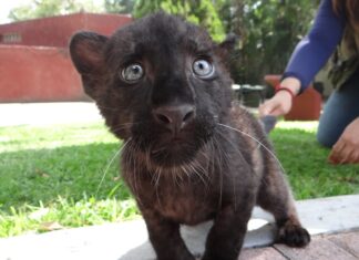 ¿Estas listo para conocer al nuevo leopardo melánico en el ZooIra?