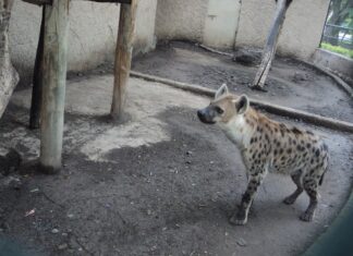 En estas vacaciones puedes conocer a Niru, la hiena Moteada en el ZooIra