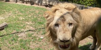 El Zoológico de Irapuato abrirá el lunes 4 de mayo