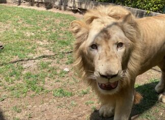El Zoológico de Irapuato abrirá el lunes 4 de mayo