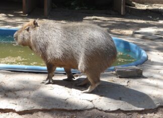 ¿Ya conociste a Dani, la Capibara del ZooIra?