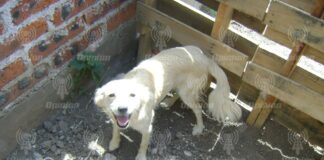 Instalan red municipal de Salud Animal en Irapuato