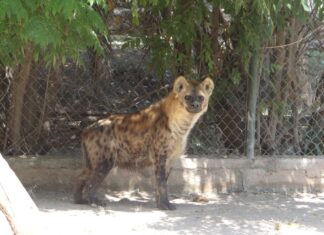 Llega al ZooIra Winnie, hembra de hiena moteada