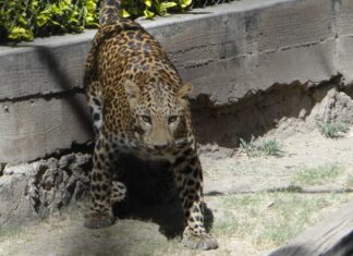 Kibó, el leopardo africano, te espera para que lo visites en el ZooIra