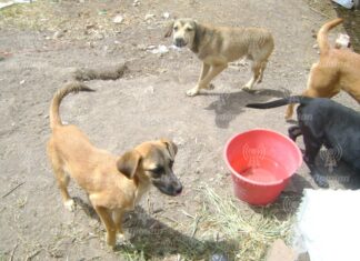 Refuerzan en Irapuato protección a las mascotas