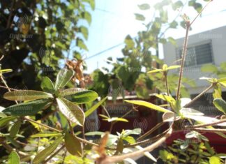 Programa de reforestación logró al menos 3 mil nuevos árboles sembrados: Gonzalo Guerrero