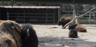Iniciaron las vacaciones de verano… y el ZooIra ¡abrirá todos los días!