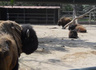Durante las vacaciones de fin de año ¡el ZooIra abrirá todos los días!