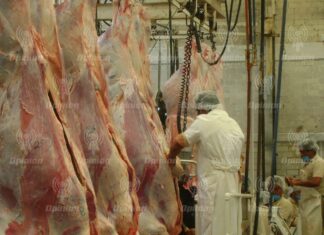 Por fiestas de fin de año, incrementa trabajo en Rastro de Irapuato apenas 15%