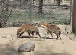 Ya puedes ver juntas a la pareja de hienas moteadas en el ZooIra
