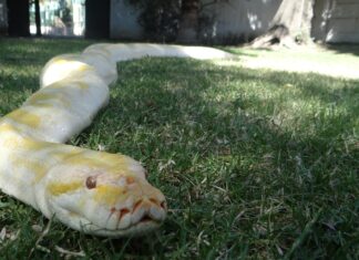 En el ZooIra podrás tomarte una foto con la “Guera”, pitón reticulada albina