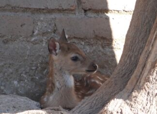 Ven al ZooIra y conoce a la nueva cría de Venado Axis