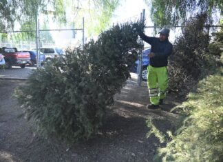 Inicia recolección de árboles navideños naturales