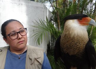 En este 2026, ven y conoce al halcón Cara Cara en el ZooIra