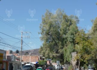 Inició trabajo de atención a árboles de alto riesgo