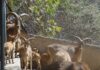 Se mantiene ZooIra sin casos de gusano barrenador en animales, con acciones preventivas permanentes