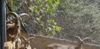 Se mantiene ZooIra sin casos de gusano barrenador en animales, con acciones preventivas permanentes