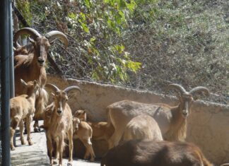 Ven y conoce a las nuevas crías de Borrego Berberisco en el ZooIra
