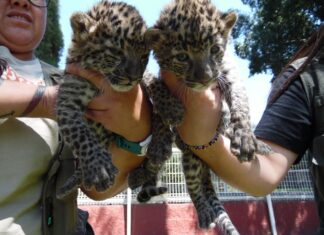 Ya puedes ver a los nuevos bebés de Leopardo Africano nacidos en el ZooIra