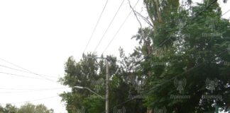 Adelantarían inicio de temporada de reforestación; esperan sembrar hasta 5 mil nuevos árboles