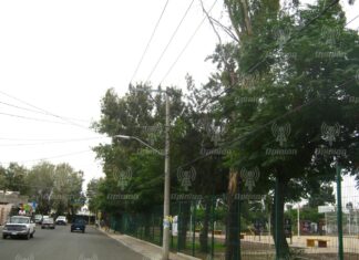 Adelantarían inicio de temporada de reforestación; esperan sembrar hasta 5 mil nuevos árboles