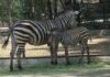 Nacen dos nuevas crías de Cebra de Grant en el ZooIra