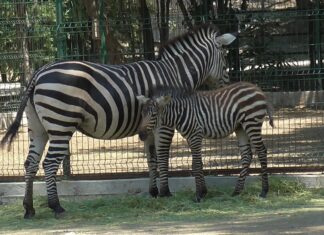 Nacen dos nuevas crías de Cebra de Grant en el ZooIra