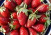 Cultivos de fresa, sin plaga de pestalotia; implementa Desarrollo Rural programas preventivos