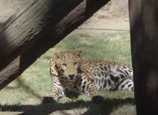 Ven al ZooIra a festejar el cumpleaños de Kibó, el leopardo africano