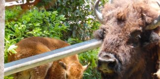 Nace cría hembra de bisonte americano en el ZooIra