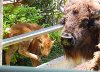 Nace cría hembra de bisonte americano en el ZooIra