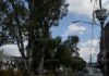 Ante llegada de lluvias, refuerza PC Irapuato revisión de árboles de potencial riesgo