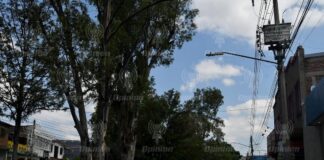 Ante llegada de lluvias, refuerza PC Irapuato revisión de árboles de potencial riesgo