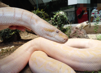 La “güera”, Pitón Albina del ZooIra cumplirá años y podrás tomarte fotos con ella