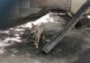 Puedes conocer a «Hugo» y «Machete», los coyotes mexicanos del ZooIra