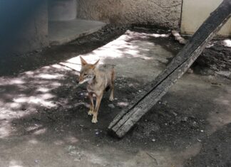Puedes conocer a «Hugo» y «Machete», los coyotes mexicanos del ZooIra
