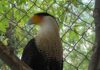 ¡Ven al Zoológico de Irapuato a conocer los halcones Caracara!