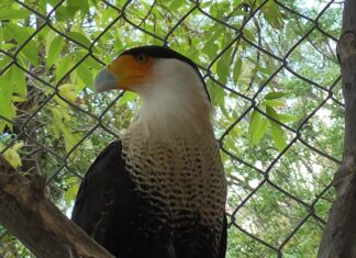 ¡Ven al Zoológico de Irapuato a conocer los halcones Caracara!