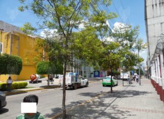 Lluvias han permitido mayor avance en programa de reforestación