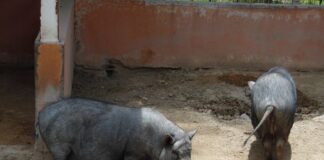 En estas vacaciones… puedes aprender y divertirte en la Granjita del ZooIra
