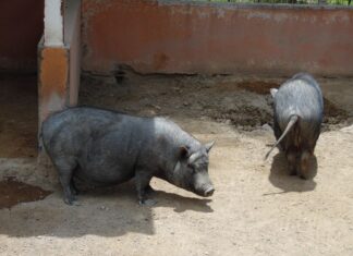En estas vacaciones… puedes aprender y divertirte en la Granjita del ZooIra