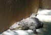 Ven al ZooIra y conoce a los cocodrilos de pantano