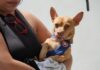 Exitosa campaña masiva de esterilización de mascotas