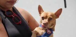 Exitosa campaña masiva de esterilización de mascotas