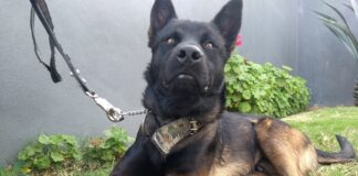 Irapuato será sede de la 20ª Exposición Nacional Canina