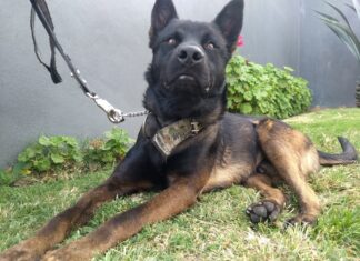 Irapuato será sede de la 20ª Exposición Nacional Canina