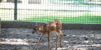 Nacen 5 nuevos cervatillos de venado Cola Blanca en el ZooIra